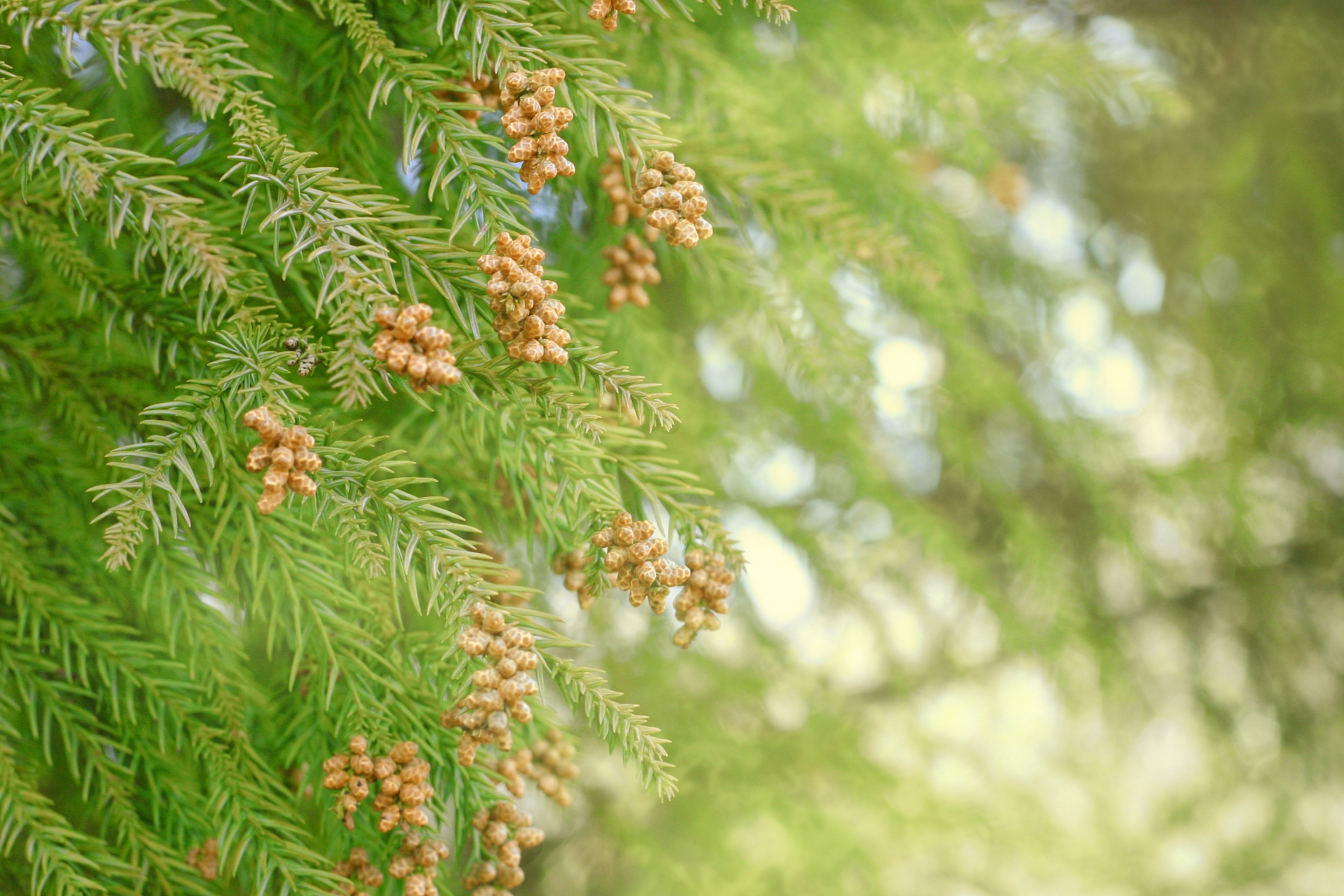 スギ花粉症（季節性アレルギー性鼻炎）とは